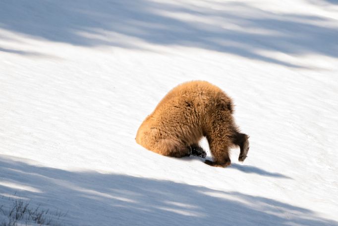 Finalisté fotosoutěže Comedy Wildlife Photography Awards 2018