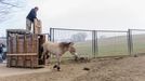 Zoo Praha přivezla letos na jaře do Česka z různých evropských chovů celkem sedm adeptů na cestu do Mongolska. Jeden z dílčích transportů uskutečnila ze švýcarského Juraparku.