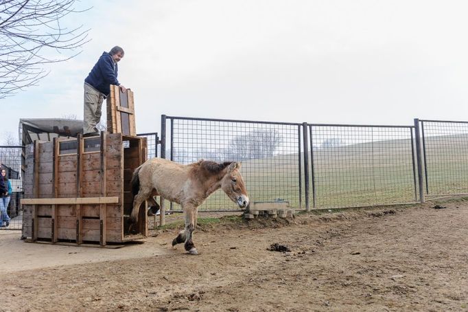 Zoo Praha přivezla letos na jaře do Česka z různých evropských chovů celkem sedm adeptů na cestu do Mongolska. Jeden z dílčích transportů uskutečnila ze švýcarského Juraparku.