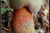 Hřib koloděj čili kolář patří ke krásně vybarveným houbám.