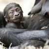 Mládě gorily Kijivu v pražské zoo
