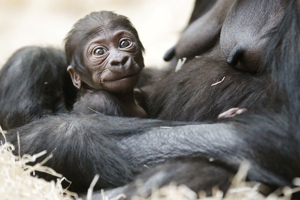 Mládě gorily Kijivu v pražské zoo