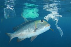 Vědci zkoumali padesát mořských zvířat, všechna v sobě měla plasty. Šokující, říkají