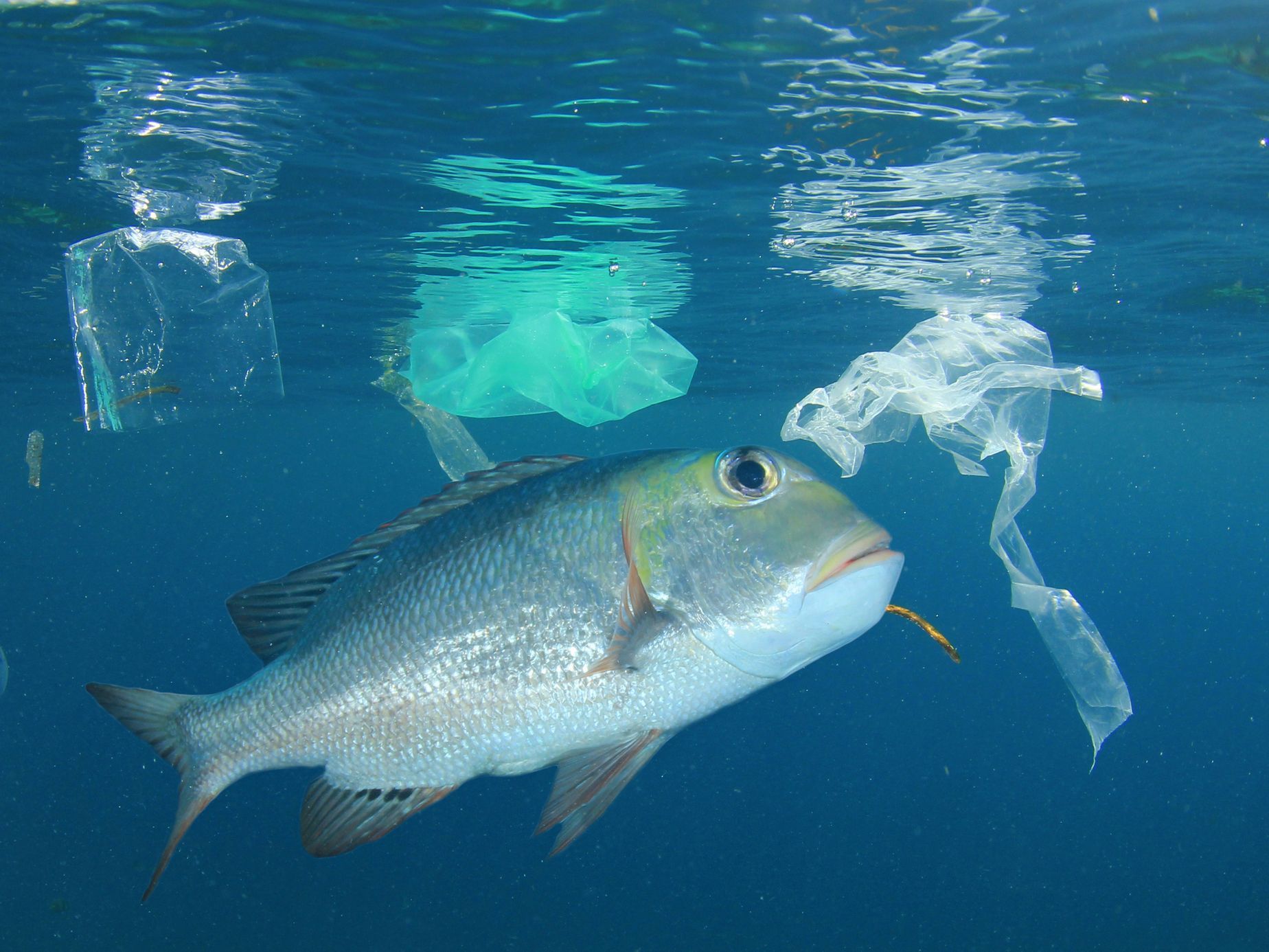Moře znečištěné plasty, ilustrační foto.