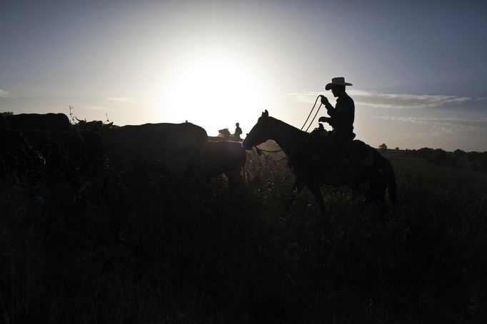 Alon, an Israeli cowboy, tends cattle on a ranch just outside Moshav Yonatan, a collective farming community, about 2 km (1 mile) south of the ceasefire line between Israel and Syria in the Golan Heights May 21, 2013. Cowboys, who have been running the ranch on the Golan's volcanic rocky plateau for some 35 years, also host the Israeli military, who use half of the cattle farm, 20,000 dunams (5,000 acres), as a live-fire training zone. Israel captured the Golan Heights from Syria in the 1967 Middle East war and annexed the territory in 1981, a move not recognized internationally. Picture taken May 21, 2013. REUTERS/Nir Elias (ENVIRONMENT ANIMALS SOCIETY) ATTENTION EDITORS: PICTURE 5 OF 27 FOR PACKAGE 'COWBOYS OF THE GOLAN HEIGHTS' SEARCH 'COWBOY GOLAN' FOR ALL IMAGES Published: Kvě. 29, 2013, 10:02 dop.