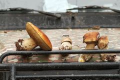 Houbařská sezóna nekončí, nejvíce hub vás čeká především na Vysočině