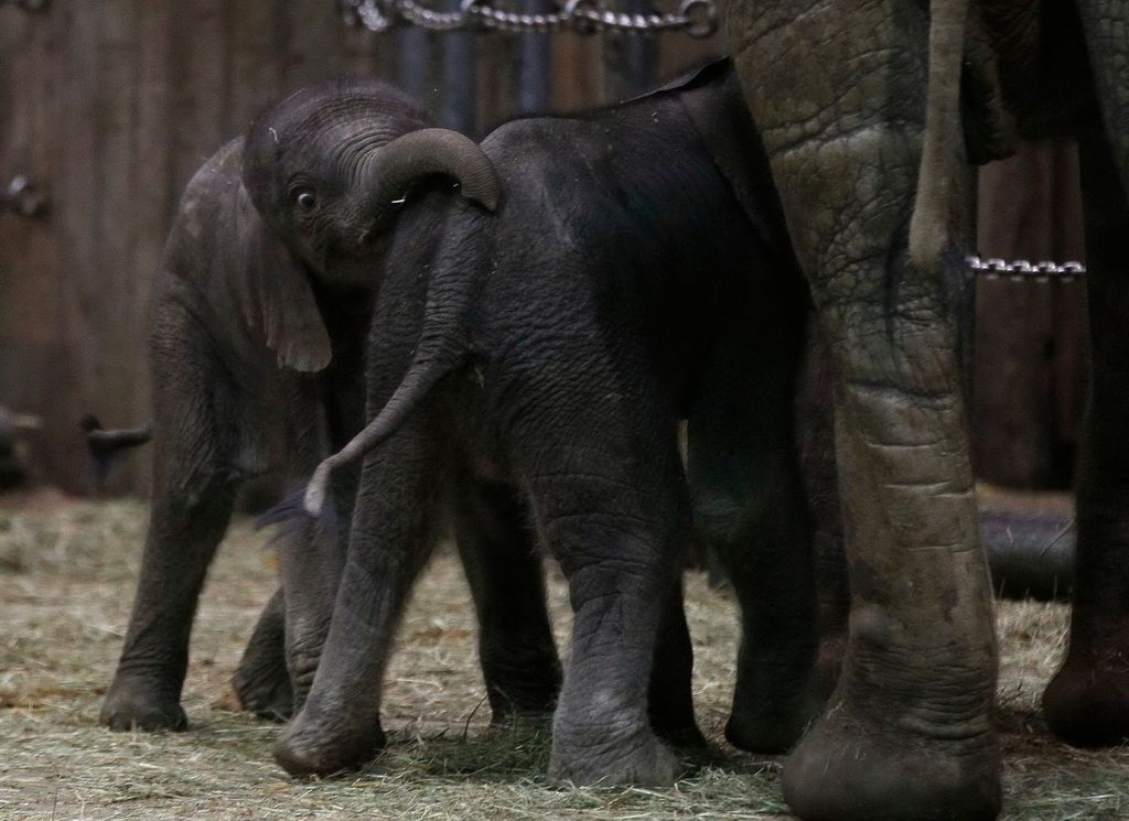 Zvířata v zoo - slůně