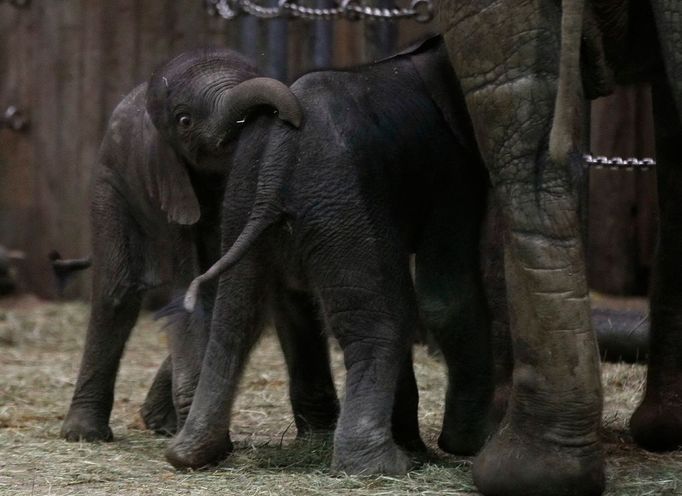 V zoologické zahradě v německém Wuppertalu mají svůj domov.