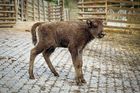 V táborské zoo se narodila zubřice. Jméno ji vybere veřejnost, musí ale začínat na Ta