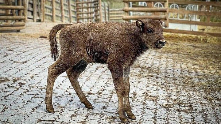V táborské zoo se narodila zubřice. Jméno ji vybere veřejnost, musí ale začínat na Ta