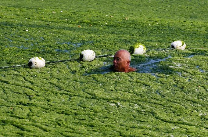 Seaweed Swamps Qingdao Coastline QINGDAO, CHINA - JULY 03: (CHINA OUT) A man swims in seawater covered by a thick layer of green algae on July 3, 2013 in Qingdao, China. A large quantity of non-poisonous green seaweed, enteromorpha prolifera, hit the Qingdao coast in recent days. More than 20,000 tons of such seaweed has been removed from the city's beaches. (Photo by ChinaFotoPress)***_***