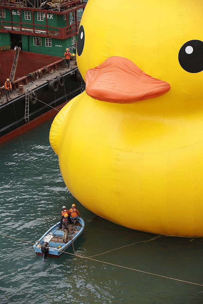 Florentijn Hofman's Floating Duck Sculpture Arrives In Hong Kong HONG KONG - MAY 02: Dutch conceptual artist, Florentijin Hofman's Floating duck sculpture called "Spreading Joy Around the World", is moved into Victoria Harbour on May 2, 2013 in Hong Kong. The "Rubber Duck", which is 16.5 meters high, will be in Hong Kong from May 2 to June 9. Since 2007, "Rubber Duck" has been traveling to 10 countries and 12 cities. (Photo by Jessica Hromas/Getty Images)