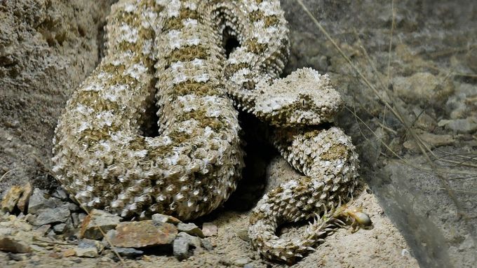 Plzeňská zoo představila íránskou zmiji s pavoučím výrůstkem na ocasu.