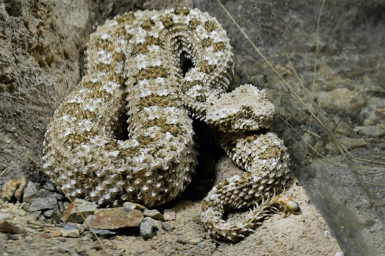 Íránská zmije, zoo, Zoo Plzeň, had