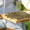 Včelaření