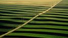 A road cuts through fields of strip farming south of Greeley. A road cuts through fields of strip farming south of Greeley.