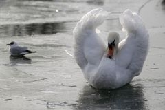 Drama: Labutě si chtěly odpočinout, zamrzly v jezeře