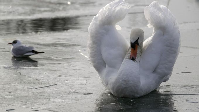Záhadou zůstává, jak mohli ptáci prospat okamžik, kdy přimrzali k ledu (ilustrační foto).