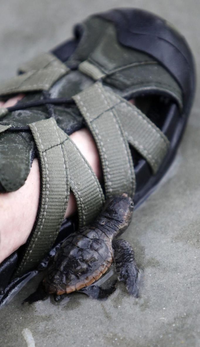 South Carolina United Turtle Enthusiasts (SCUTE) area coordinator Phil Schneider uses his shoe to guide an injured hatchling to the surf after a sea turtle inventory on Litchfield Beach, South Carolina August 17, 2012 . Nest inventories are taken three days after they hatch and the empty egg shells are categorized and the information is sent to researchers. Turtle volunteers walk the area's beaches along South Carolina's coast daily during the nesting season, looking for signs of turtle activity and keeping tabs on the progress of the endangered species of turtles that lay their eggs along the coast. Photo taken August 17, 2012. REUTERS/Randall Hill (UNITED STATES - Tags: ANIMALS ENVIRONMENT) Published: Srp. 21, 2012, 12:49 odp.