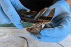 Měření mastomyši, jinak též krysy malé. Připomíná velkou myš s krysím tvarem těla.