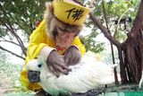 Opice vybírá vši papouškovi ve zvířecím parku v jihočínském Šen-čenu.