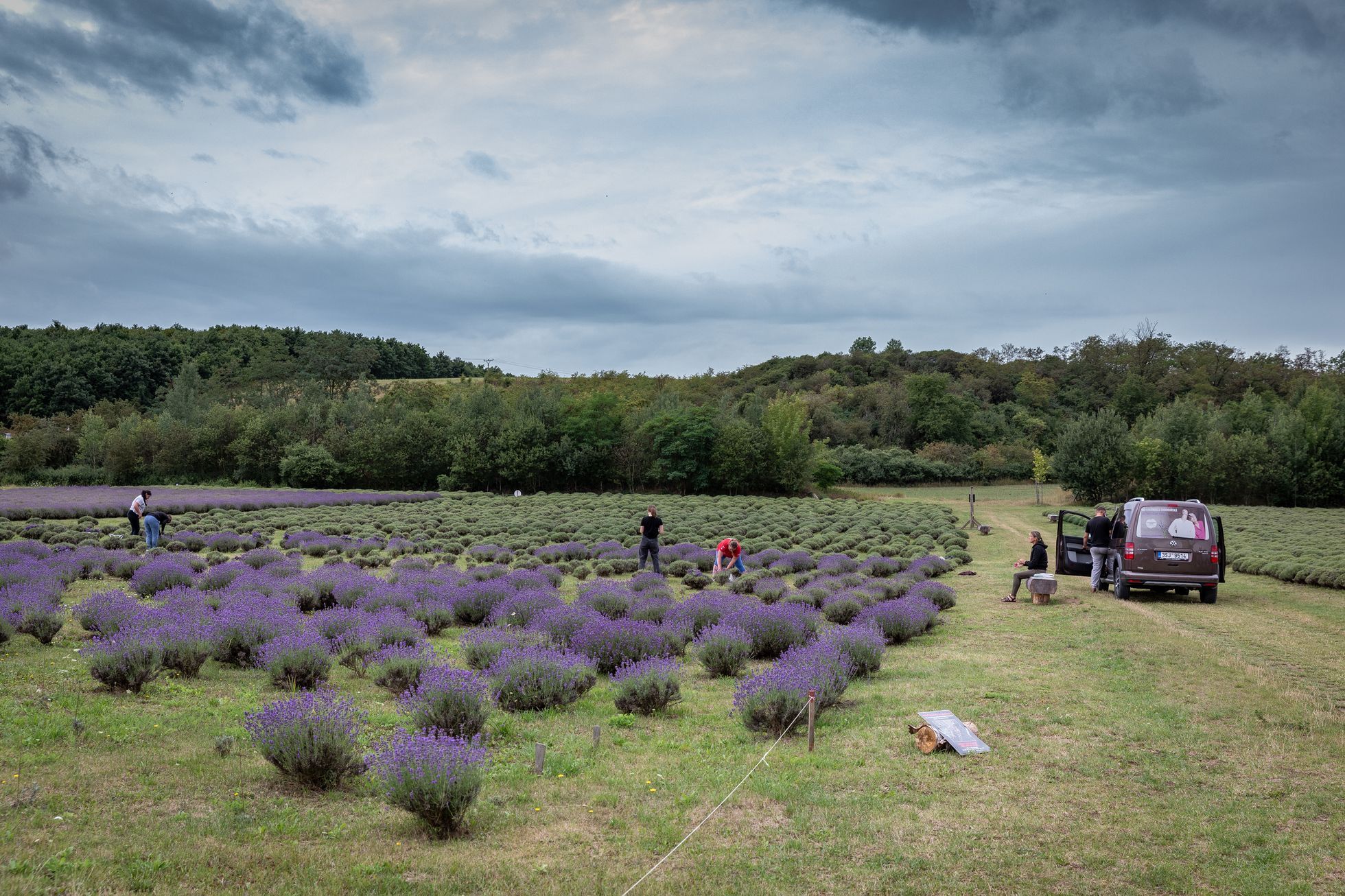 Levandulové údolí, údolí, levandule, Helena Neummanová, Chodouň