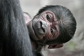 Gorilí sameček Tatu  z pražské zoo zemřel