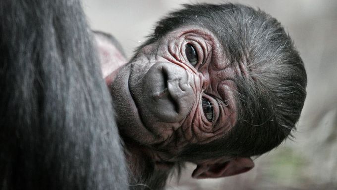 Gorilí sameček Tatu  z pražské zoo zemřel