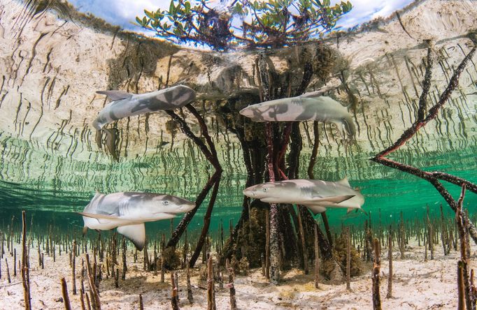 Underwater Photographer of the Year 2020 - vítězné fotografie