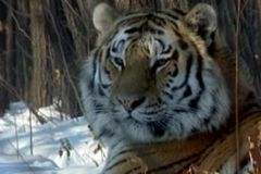 Plzeňská zoo získala ohroženého tygra ussurijského