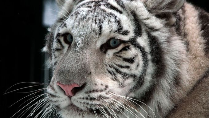 V liberecké zoo jsou jen vzácní bílí tygři, které v Liberci chovají od roku 1994.