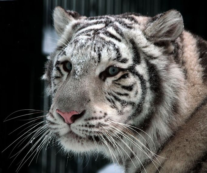 Samice bílé formy tygra indického Surya Bára přicestovala do ZOO Liberec v září 2009 z Bratislavy, kde se také o rok dříve narodila. Přízvisko Bára přitom nosí po své patronce, olympijské vítězce v hodu oštěpem Barboře Špotákové. Surya Bára je v současnosti spolu s šestiletým samcem Parisem nejperspektivnějším párem bílého tygra, k němuž se upínají naděje libereckých chovatelů. ZOO Liberec s chovem bílých tygrů začala v roce 1994, když ze ZOO Eskilstuna přivezla pár Columba a Isabellu. První odchov mláďat se pak podařil v roce 2002. ZOO Liberec je jediným chovatelem bílého tygra v ČR.