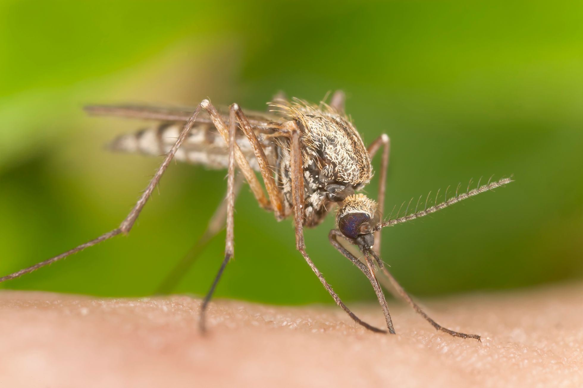 Komár, ilustrační foto