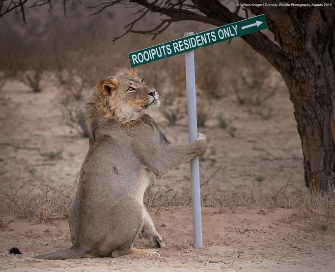 Finalisté soutěže Comedy Wildlife Photography Awards 2019