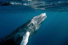 Vědci rozluštili velrybí písně. Díky nim poznají, odkud plejtváci pocházejí