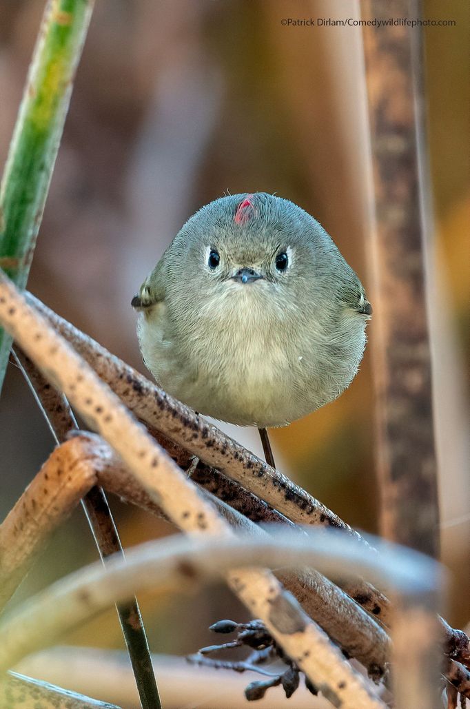 Finalisté fotografické soutěže Comedy Wildlife Photography Awards 2021