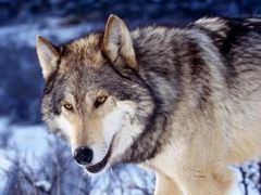 Paul Lister plánuje na svých pozemcích vypustit vlky.