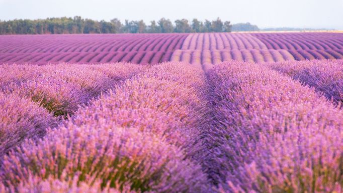 Levandulová pole v Provence