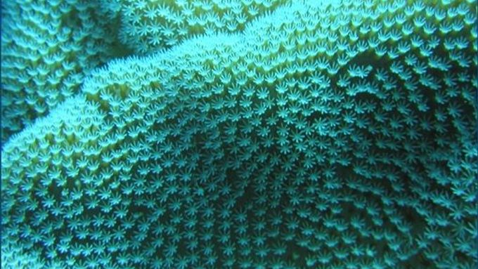 Teplá voda korály zabíjí, nepomáhají ani chráněné oblasti