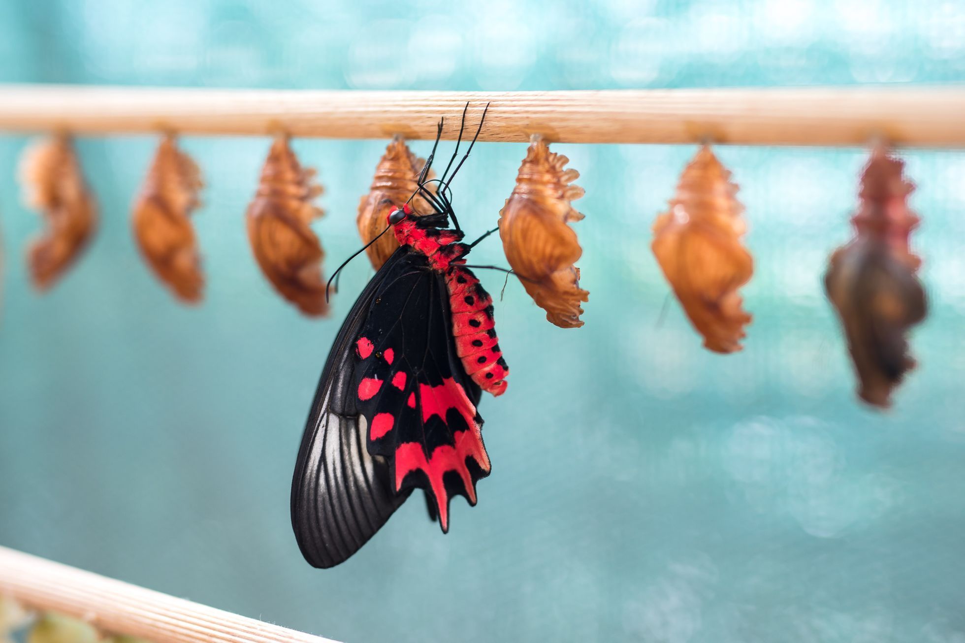 Botanická zahrada zahájila výstavu Motýli, skleník Fata Morgana