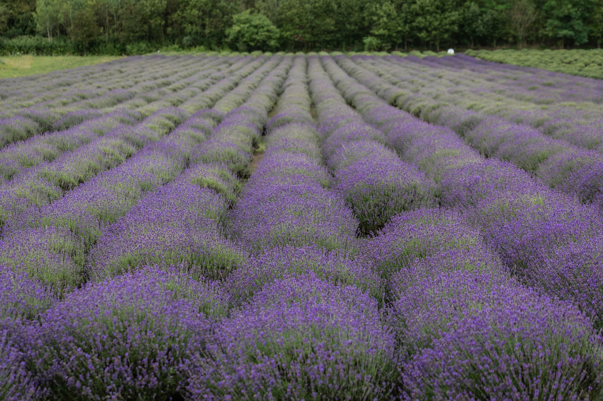 Levandulové údolí, údolí, levandule, Helena Neummanová, Chodouň