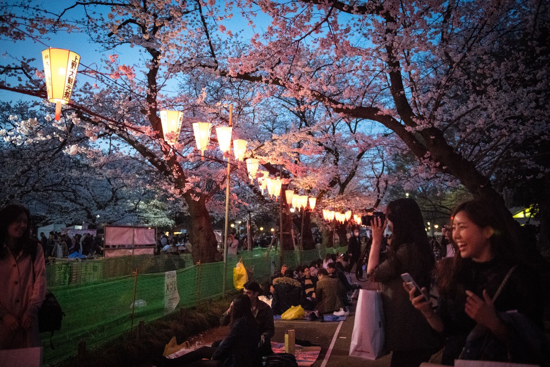Hanami, Japonsko