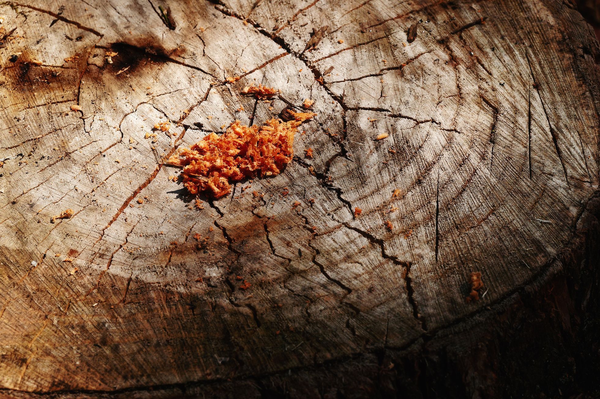 Bushcrafting, zálesáctví, pobyt v přírodě, les, bushcraft, Tomáš Krákora, kurz přežití