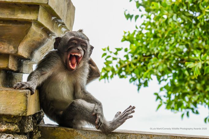 Zábavné fotky zvířat: finalisté soutěže Comedy Wildlife Awards 2020