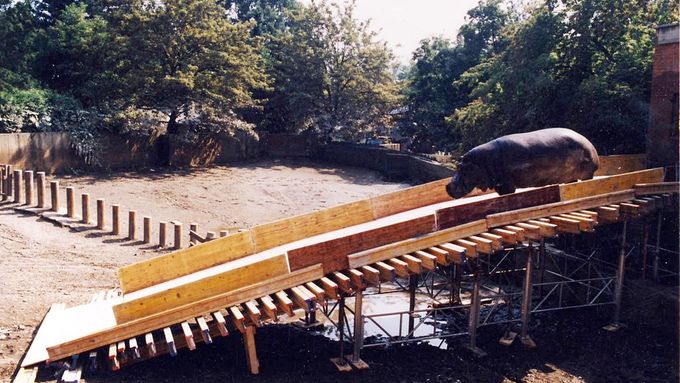 Hroch Slávek se po povodních v roce 2002 vrací do výběhu.