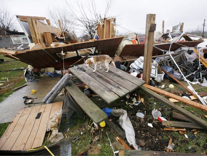 Přeživší pes prolézá trosky domu. Lafayette, Tennessee