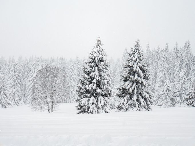 Zasněžená Šumava pohledem z rolby