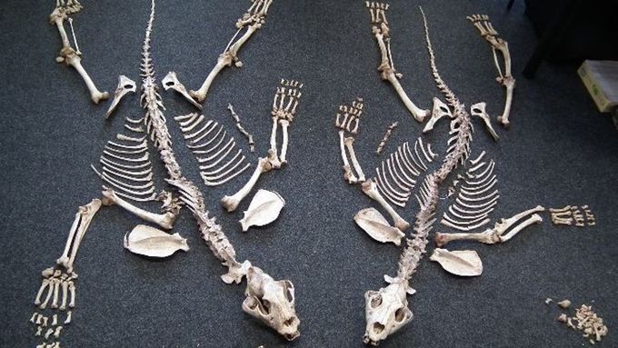 Pašované kostry chráněných tygrů.