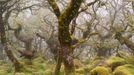 Lars van de Goor - magie stromů a lesů, fotografie