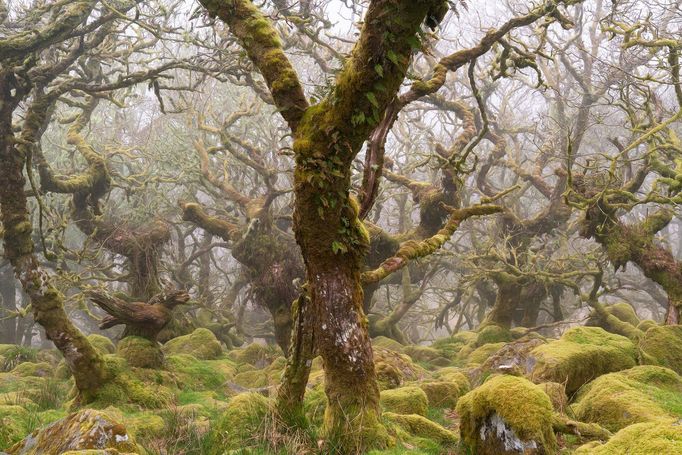 Lars van de Goor - magie stromů a lesů, fotografie